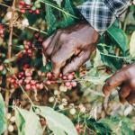 Certified Organic Farm on 29-Acre in Mpigi District on Sale