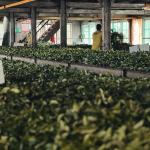 Premium Herbal Tea Manufacturing Company