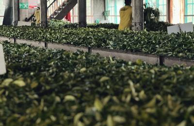 Premium Herbal Tea Manufacturing Company